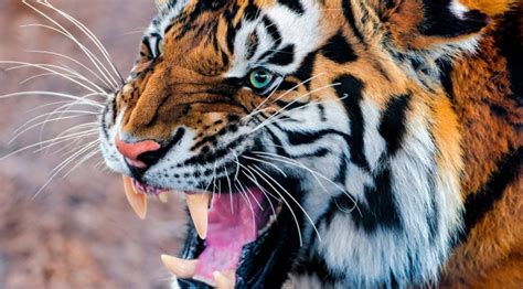 Minggu, 04 januari 2015 gambar dengan mempunyai ciri khas berbulu pitih dan loreng hitam, harimau putih lebih terlihat lebih garang. Gambar Harimau Garang Terbaru | gambarcoloring