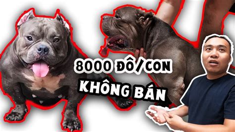 Nếu bạn muốn sở hữu một chú bull pháp thì hãy đọc qua vài viết về giống chó này nhé. Đàn chó lực sĩ cơ bắp, mỗi ngày ăn 6 kg ức gà sống nhưng ...