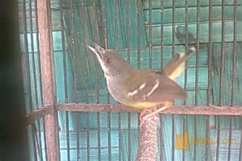 Maybe you would like to learn more about one of these? 15+ Gambar Burung Ciblek Kristal - Richa Gambar