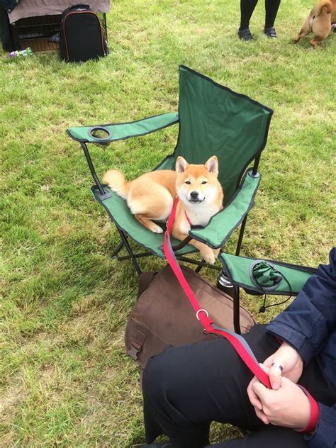 Nizu Shiba Inu