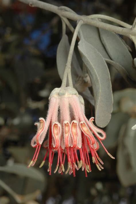 We did not find results for: Mistletoe flowers | Mistletoe, Australian christmas ...