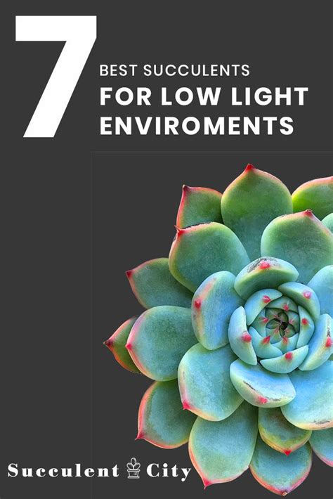 What kind of light do succulents need. 7 Best Succulents for Low Light Environments | Succulents ...