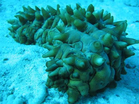 морской огурец животное раки рак decapoda аквариум рыбки водоросли корма 1