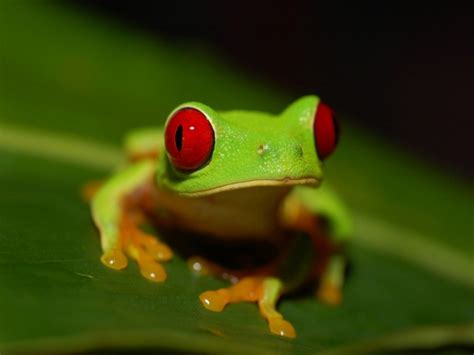 Amphibian — taxobox name=amphibians or amphibia fossil range= late devonian recent image width = 300px image caption = western spadefoot toad, spea hammondii regnum = animalia phylum. frogs_redeyed_tree_frog_amphibians_1366x1024_wallpaper ...