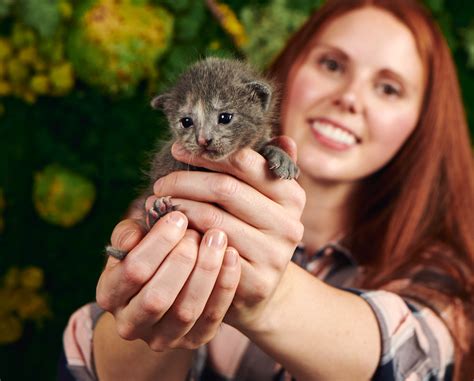 You could meet your new best friend at one of our pet adoption centers! Just Kitten Around | San Diego Humane Society