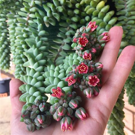 Fuzzy succulents seem to blur the line between plant and pet! Blooming Burro's Tail : houseplants