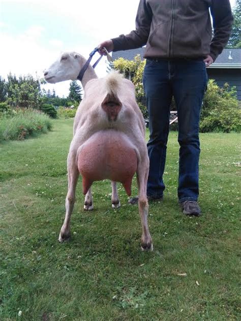 Camels do not store water in their humps. Does - FIR MEADOW LLC NORWEGIAN FJORDS, ALPACAS,LAMANCHAS.