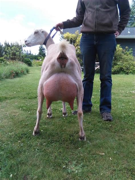 Camels do not store water in their humps. Does - FIR MEADOW LLC NORWEGIAN FJORDS, ALPACAS,LAMANCHAS.