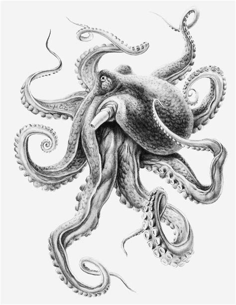 The octopus coloring pages printable showcase the sea creature in all its glory. Pin on Adult Coloring Pages