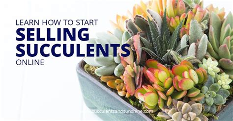 This can help increase sales dramatically because you. Make Money Selling Succulents on Etsy | Succulents online ...