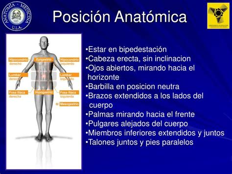 Bontrager manual de posiciones y técnicas radiológicas. Bontrager Posiciones Radiologicas Y Correlacion Anatomica ...