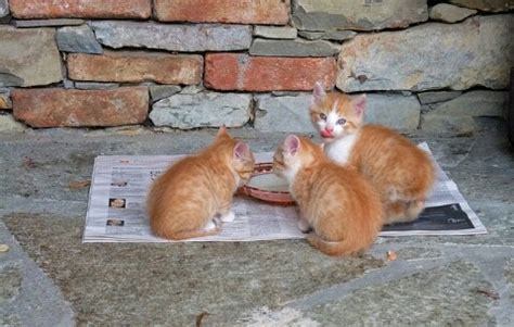 Tapi ingat ya, susu terbaik bagi bayi adalah air susu ibu itu sendiri, jadi selama masih ada indukan yang mampu memberikan asi buat anak kucing kamu, maka berikanlah! Susu Manusia yang Cocok untuk Anak Kucing - HoBinatang