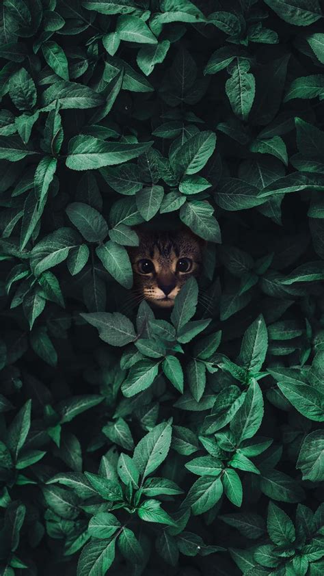 Mint leaves, flowers, stems, and the entire plant is laden with essential oils that are considered highly toxic to cats. Leaf kitten - aww in 2020 | Cute animals, Animal wallpaper ...