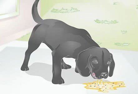It is especially common if your dog has just wolfed down their food too quickly. Is your Dog Throwing up Undigested Food (Causes & Treatments)
