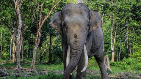 Berpose Telanjang di Punggung Gajah di Bali, Selebgram Rusia Dikecam