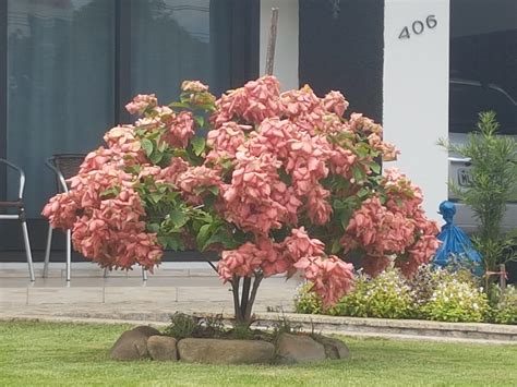 Where can i buy flowers near me. My grandma saw those flowers and wanted to buy some seeds ...