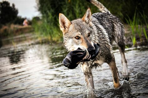 Sie stellt sich dann mit breiten hinterbeinen in richtung männchen und hebt den schwanz zur seite. Hunde für Allergiker - Hundemagazin