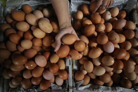 We did not find results for: Harga Telur dan Daging Ayam Bergerak Turun | Republika Online