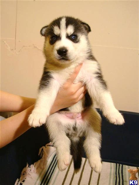 How much do your husky puppies for sale cost? Siberian Husky cross Labrador puppies for sale. w 23753