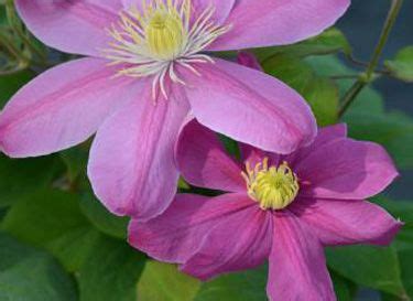 For larger containers consider planting two or more plants per container. Alaina Clematis ~ Raymond Evison Collection ~ Dwarf ...