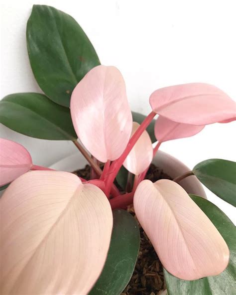 A happy cactus may even surprise you with vibrant blooms, a bonus for plants that already thrill with otherworldly shapes and spiny textures. Philodendron 'Pink Congo'. Desert Rose, Adenium, Euphorbia ...