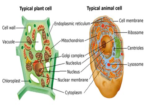 Apr 25, 2019 · cell division varies between animals and plants, but there are many steps in common. Modern Cell Theory - CPS-Covedale Wiki