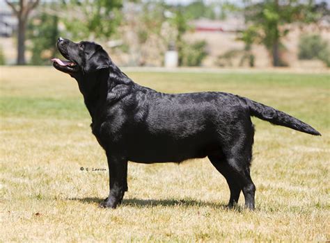 We strive for a healthy, beautiful, well tempered yellow lab puppy. Our Girls | Labrador Retriever Breeder in California ...