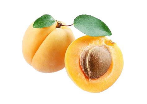 Apricots typically start to bear fruit at two years of age, but might not produce a substantial amount of fruit until they are three to five years of age. Apricot PNG