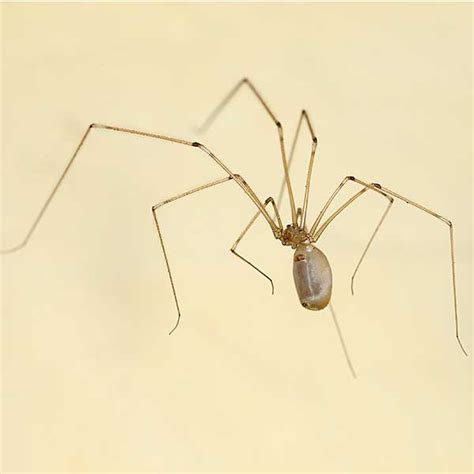 The treatment will yield instant results and if done properly, they'll be dead and gone with one application. Cellar Spider Exterminators | Spider Control & Removal ...