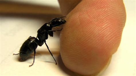 Small or little black ants do not have a stinger in most cases, or it is simple not big enough to cause any bodily harm. Soldier black carpenter ant lapping up sweat - YouTube