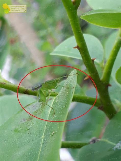 Chinese praying mantis, african praying mantis, carolina praying mantis,european praying mantis, giant asian praying mantis, mantis egg cases, mantis habitats. Healthy Nurul Beauty: Another pest control insect in my ...