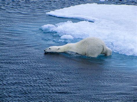 Les images d'un ours polaire épuisé et décharné qui parcourt des terres boréales rocailleuses, sans couche de glace, ont rapidement été . Photo Dours Polaire Sur La Plage - Pewter