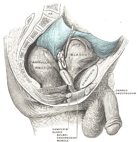 Find the perfect male anatomy stock photos and editorial news pictures from getty images. Illustrations. Fig. 1136. Gray, Henry. 1918. Anatomy of ...