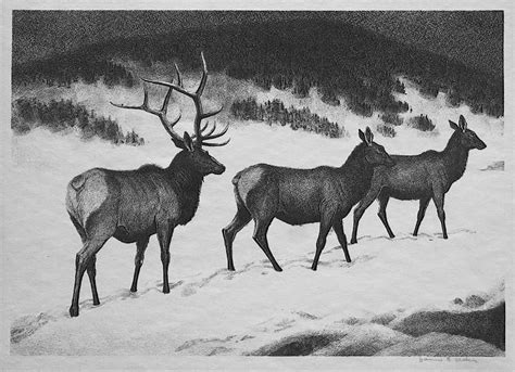Free lessons to teach kids and adults how to write alphabets, numbers, sentences, bible school, scriptures, and even their name! "Elk" by James E. Allen, Amer., (1894-1964) | Elk drawing ...
