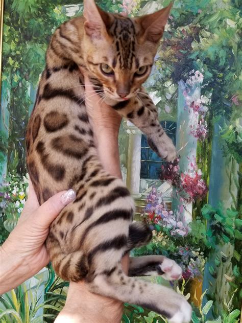 Get along with other animals. Bengal Cats For Sale | Newport Beach, CA #256173 | Petzlover