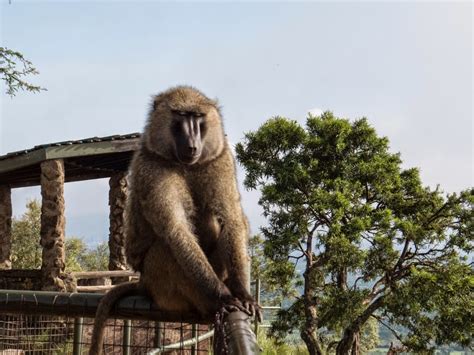 Der zugang zum nationalpark lake nakuru ist bequemer mit dem auto. VIPINGO TOURS AND SAFARIS: LAKE NAKURU NATIONAL PARK