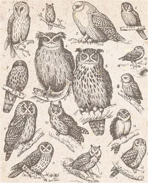 Click image for bigger version. How to draw an owl