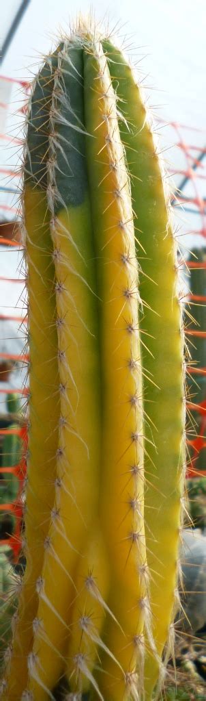 Cactus jungle's plant encyclopedia this is not an availability. Cephalocereus palmeri variegata | The Cactus King