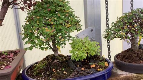 Some bonsai trees may drying and falling of leaves that have turned into yellow. Bonsai Turning Yellow / Bonsai Juniper Turning Yellow ...