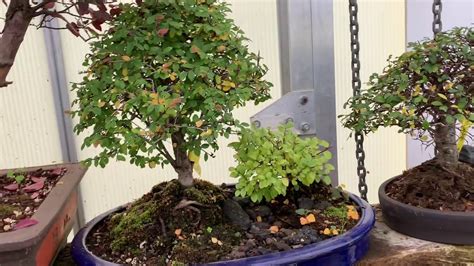 Why are my bonsai leaves turning yellow video explores one of the most commonly asked question and one which there are a mired of possibilities. Why Your Bonsai has Yellow leaves in winter - YouTube