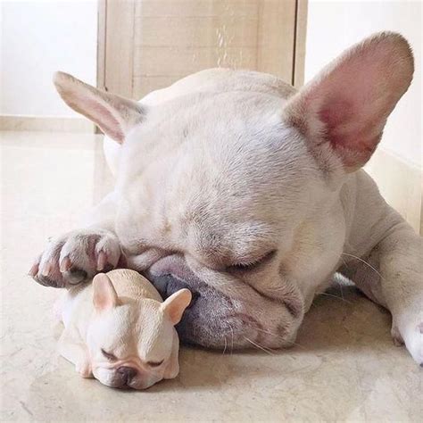 French bulldog origin can be traced back some 175 to 200 years. All About The Smart Frenchie Pups Temperament # ...