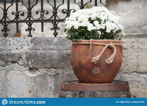 Ratto di animale bianco su un tavolo da giardino. Grande Vaso Di Fiore Con I Crisantemi Bianchi Vendita Dei ...