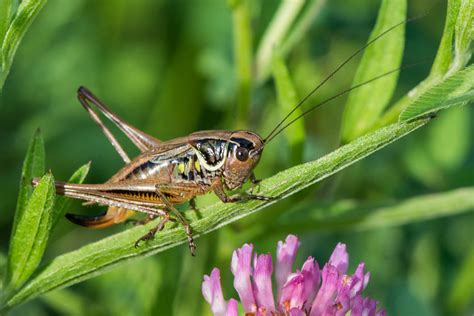 Welcome to the cricket on facebook page! 194/365v2 Dark bush-cricket, Pholidoptera griseoaptera ...