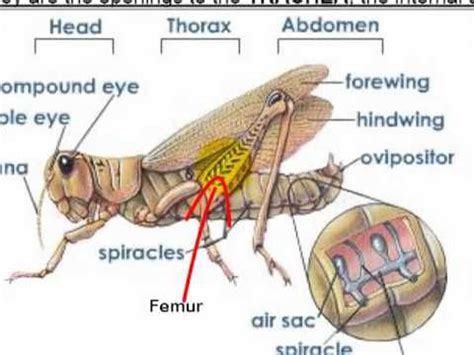 Shell, carapace… get it? hahaha. Grasshopper Anatomy Video | Animal classification, Grasshopper