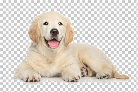 Our passion for our breed and the health of our puppies are the english golden is such an amazing breed. Golden Retriever Light Golden