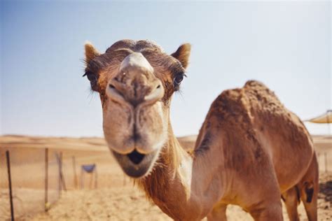 The news cycle broke me! Woman bites camel's testicles after it sat on her | East ...