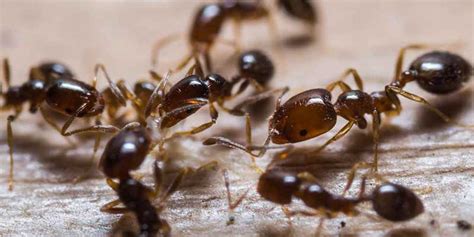 They are most likely attracted by the hops and sugar present in the drink. Ants Control Services | Acme Pest Control Chennai