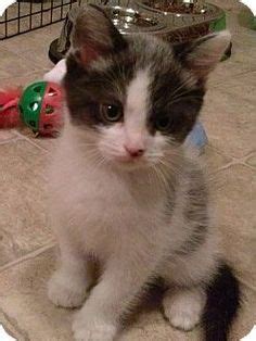 Adopt a pet annual pet licenses & fees lost pets. Cincinnati, OH - Domestic Shorthair. Meet Leo, a kitten ...