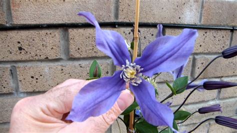 Maybe you would like to learn more about one of these? Clematis Fukuzono - YouTube