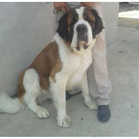 For instance, some are a bit introspective, while others are outgoing. Saint bernard puppies for sale one male left in Kansas ...